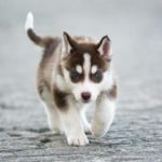 Miniature Siberian Husky facts