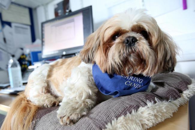 shih tzu common diseases eye diseases that lead to blindness eye health what is glaucoma health media shih tzu common diseases eye diseases that lead to blindness eye health what is glaucoma health media