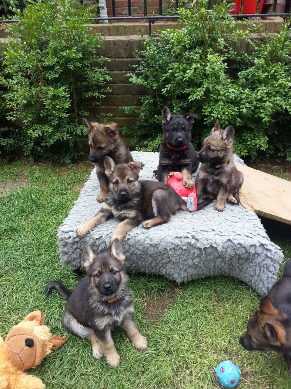 pictures of 10 week old German Shepherd puppies