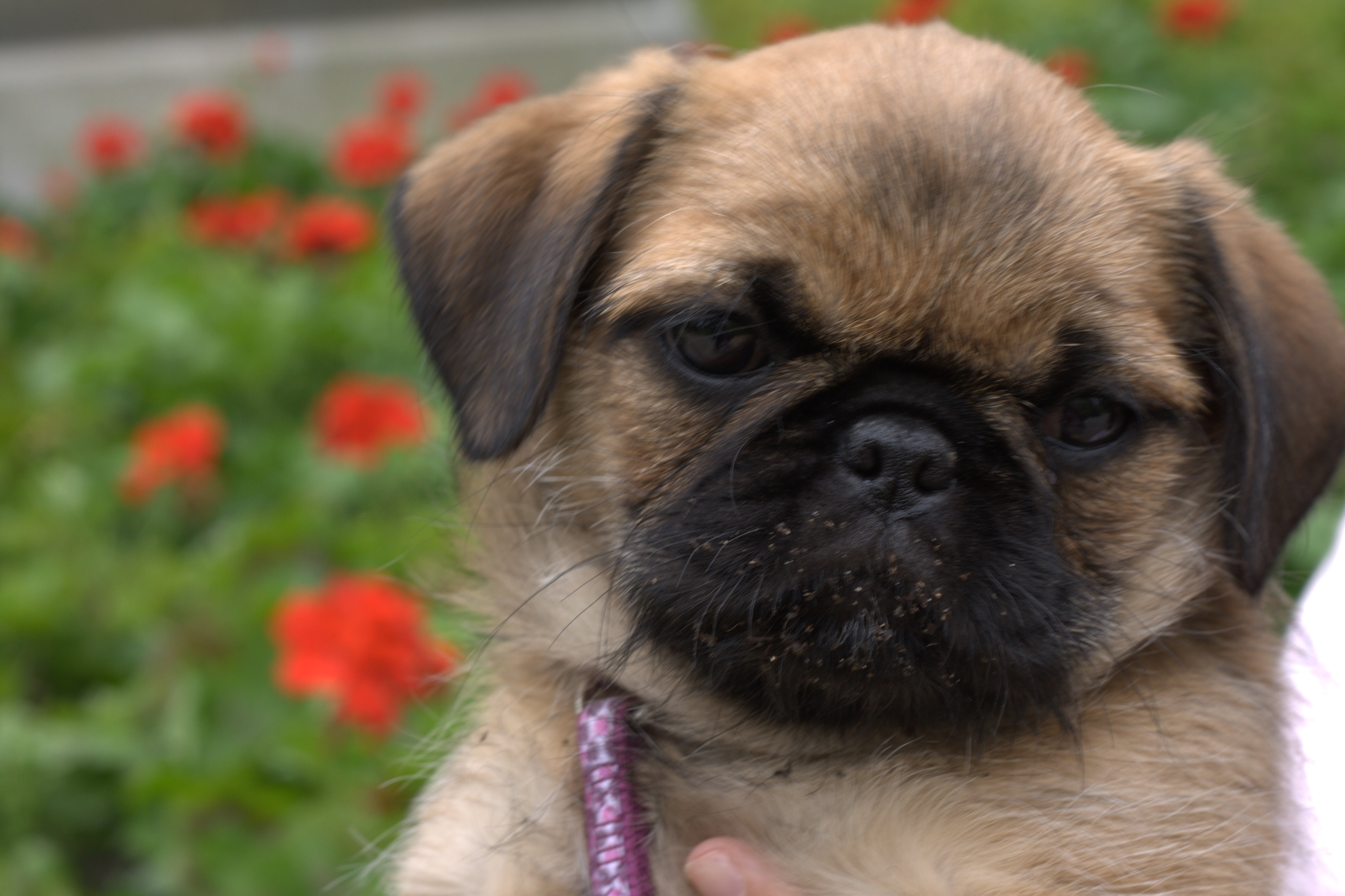 Pug and Shih Tzu mix