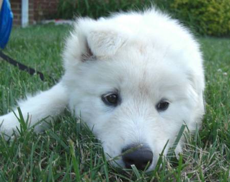 Pyrenees Husky puppies