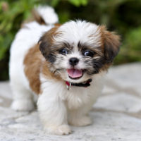 8 Weeks Old Shih Tzu - Size, Weight And Pictures