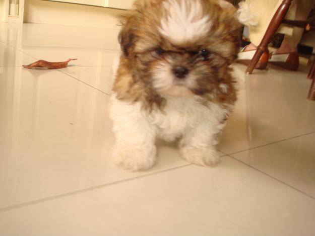 6 Weeks Old Shih Tzu Common Information And Pictures