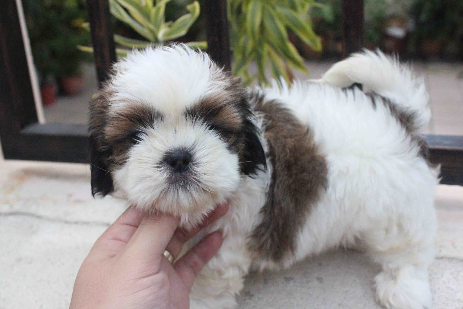 Shih Tzu princess type 2 months old