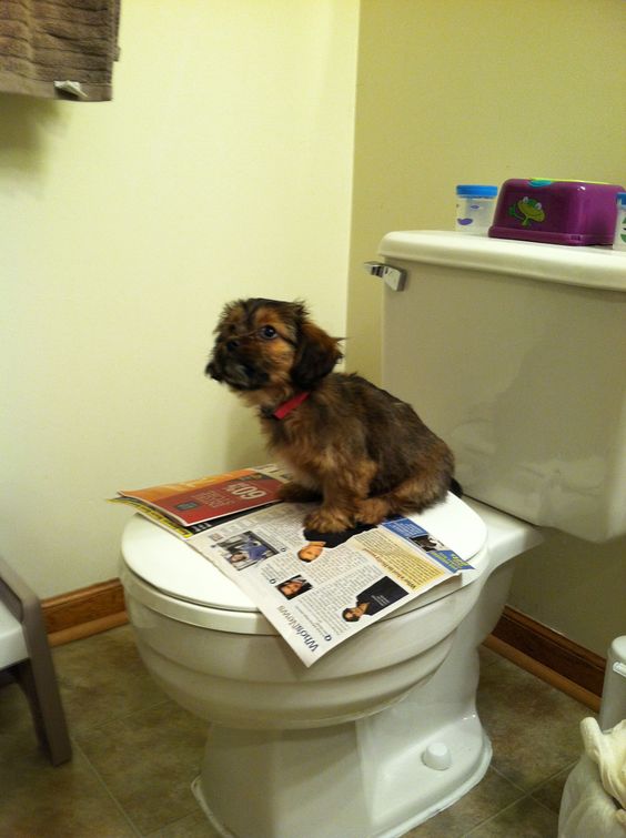 Shih Tzu toilet training