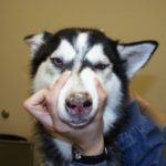 Siberian Husky eye infections