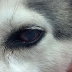 Siberian Husky eye problems