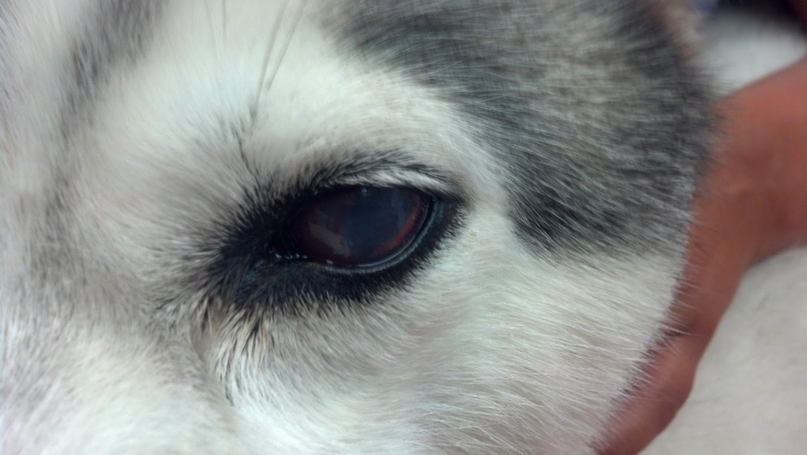 У щенка текут глаза. Ювенильная катаракта у хаски.