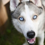 Siberian Husky facts and info