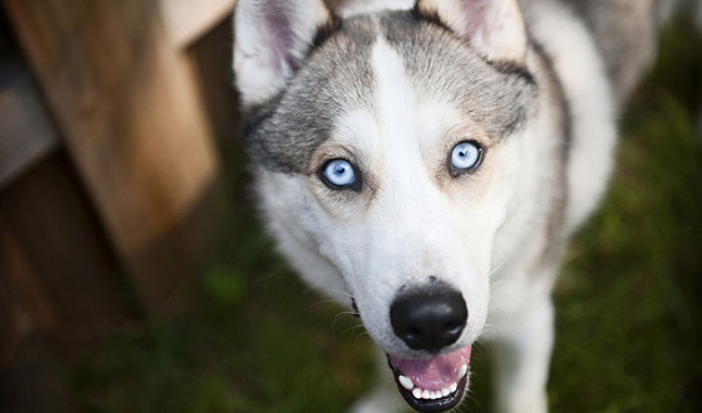 Siberian Husky facts and info