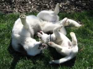 Siberian Husky facts and pictures