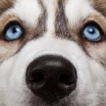 Siberian Husky facts and tips