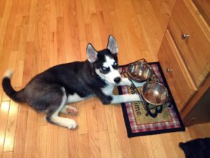 Siberian Husky puppy food