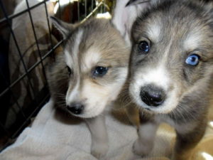 Husky wolf hybrid puppies