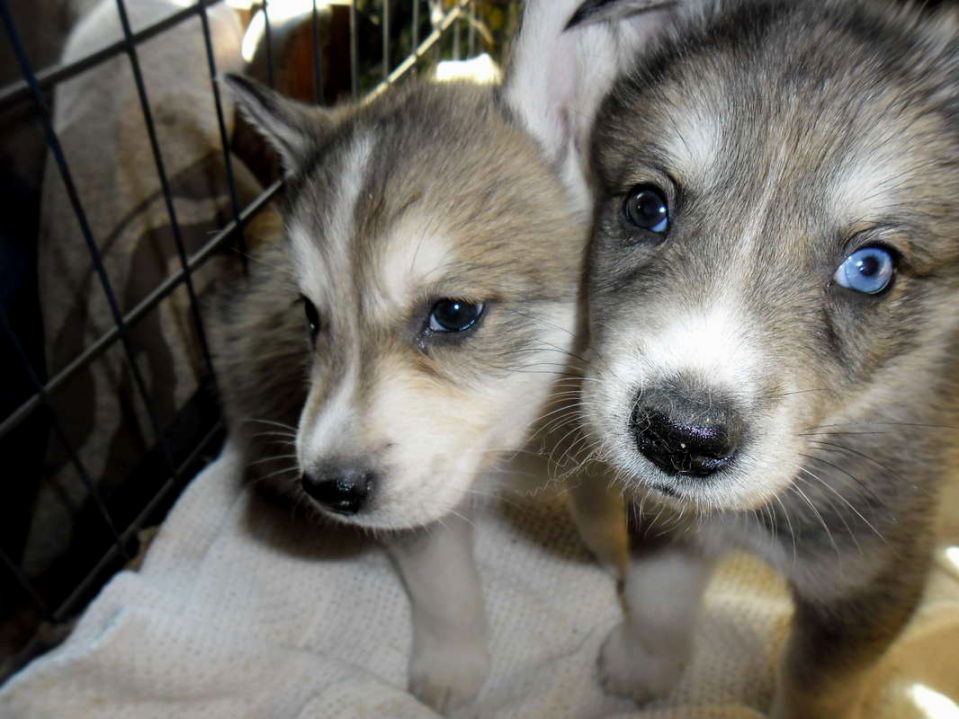 Husky wolf hybrid puppies