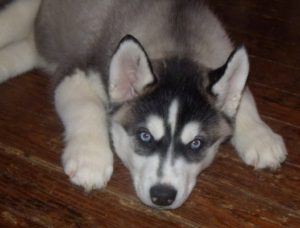Signs of hip dysplasia in Husky puppies