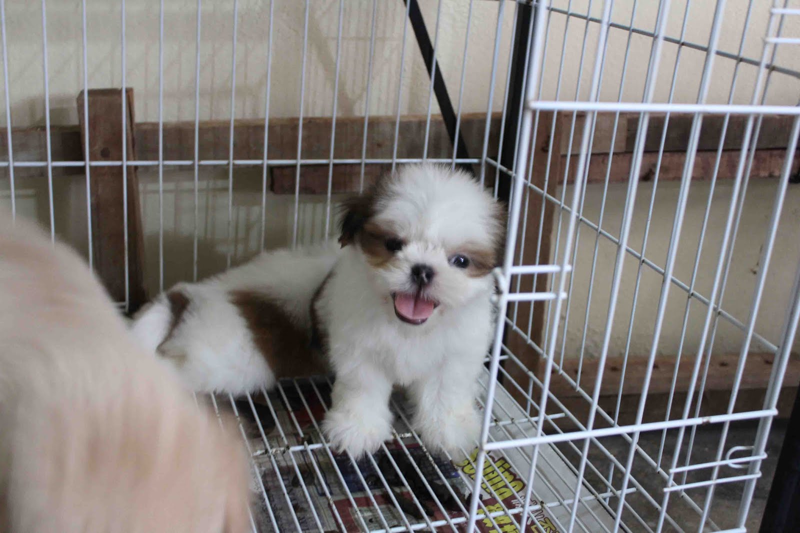 what should i feed my 2 month old shih tzu