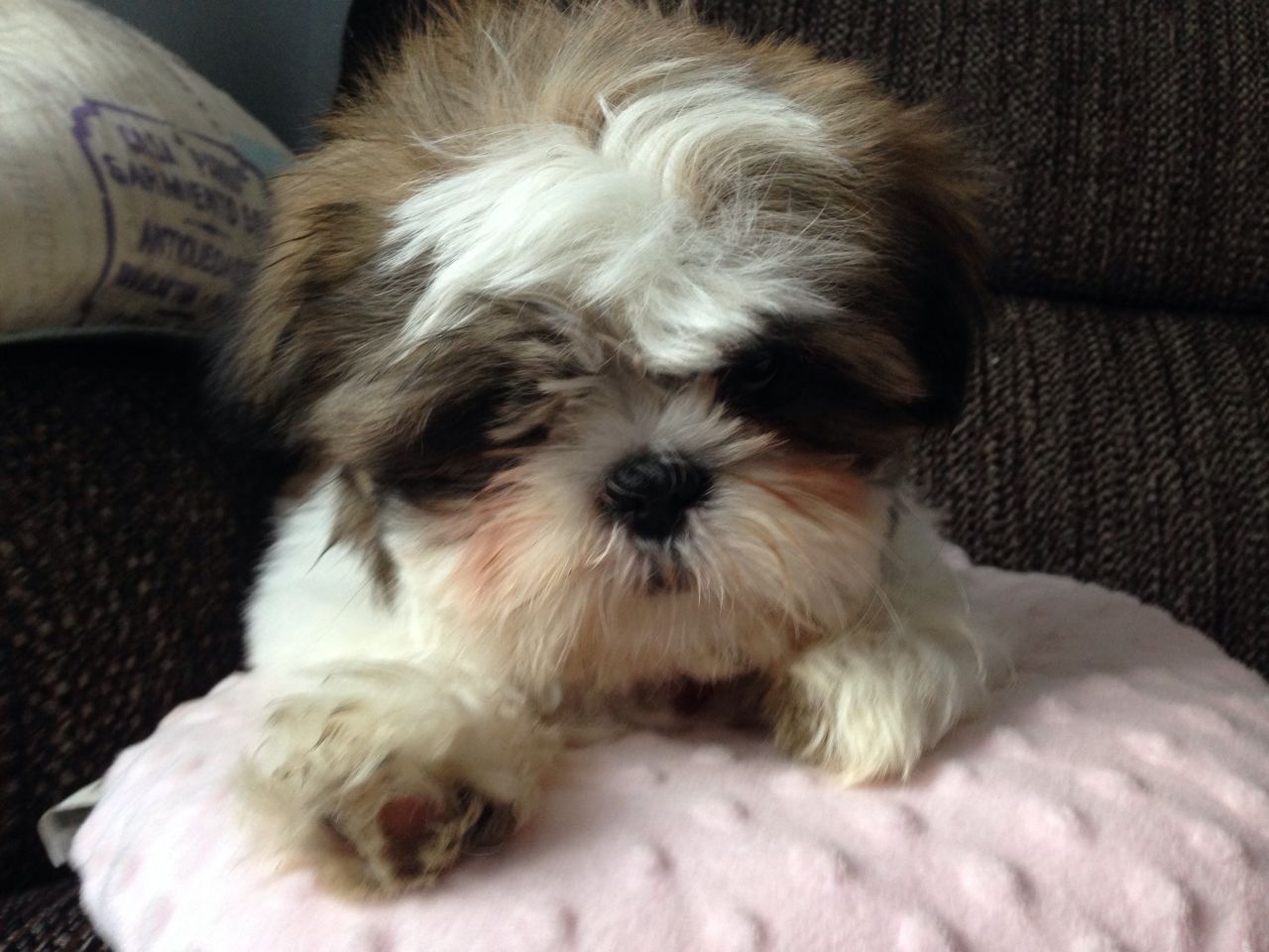 What does a 4 month old Shih Tzu look like