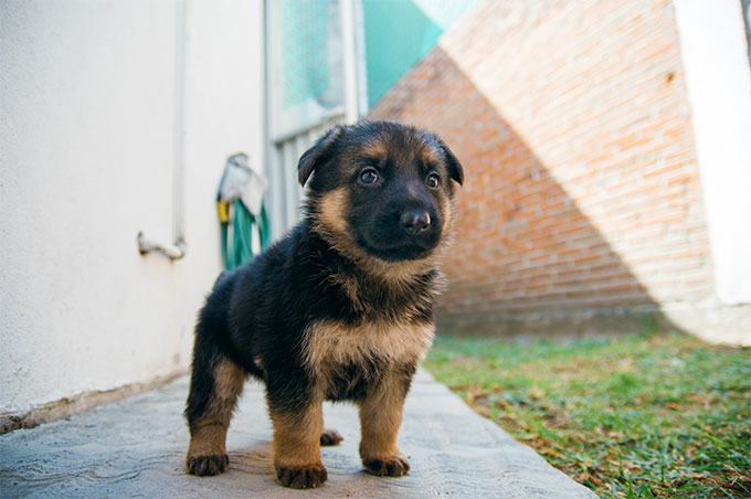 What is the best puppy food for German Shepherds