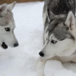 What is the difference between a malamute and a Husky