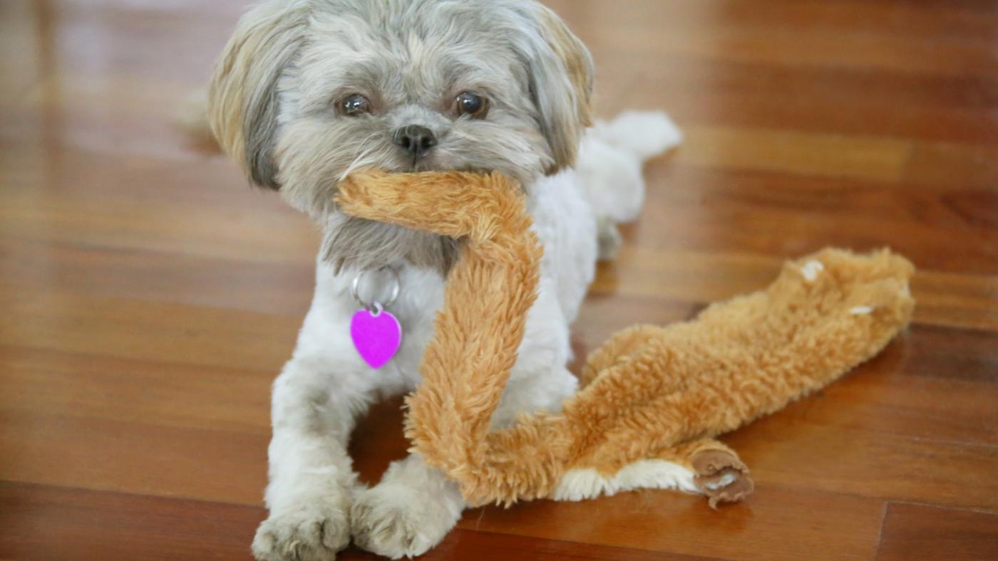 Shih Tzu Ear Infection Home Remedies And Prophylactics