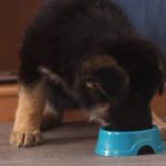 What to feed a 6 week old German Shepherd puppy