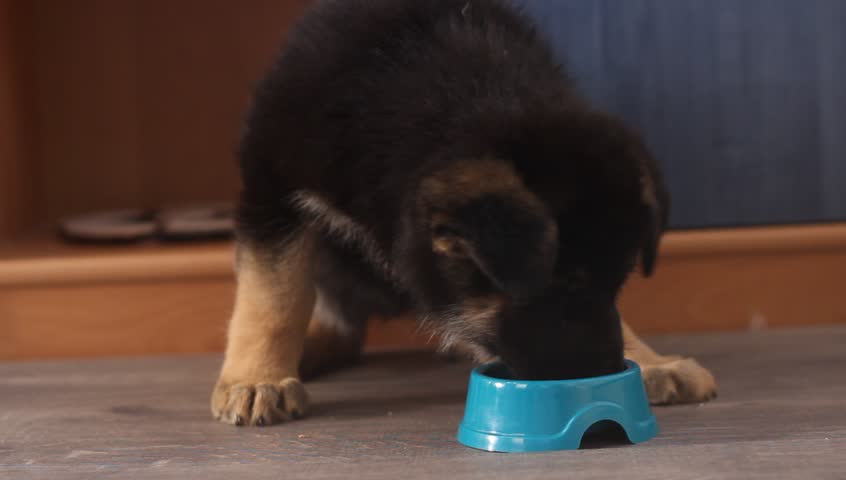 What to feed a 6 week old German Shepherd puppy
