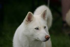 White Husky wolf mix