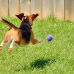 15 Facts about Beagles
