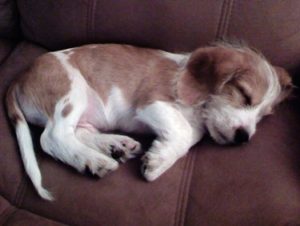 3 month Beagle