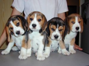 3 month Beagle puppies