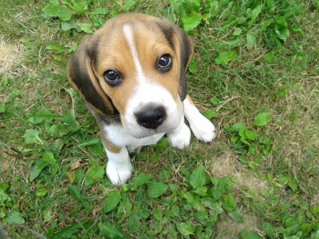 3 month old Beagle puppy