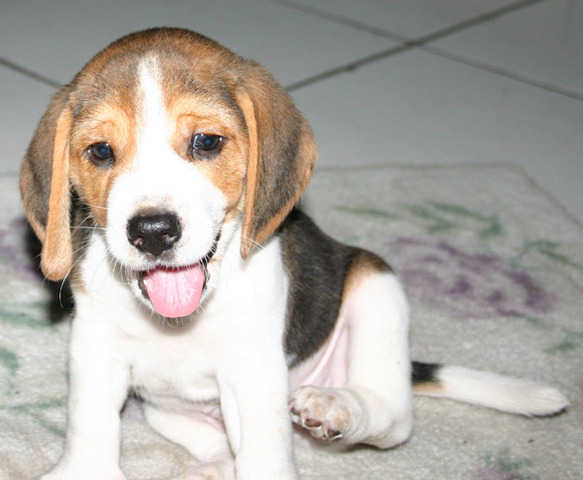 3 month old Beagle weight