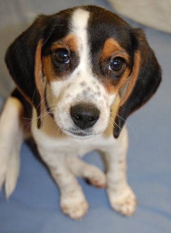 3 month old Beagle