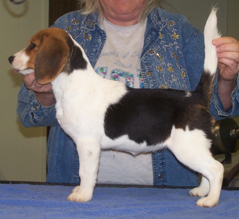 4 month old Beagle for sale