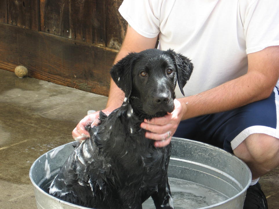 how much does a 4 month old labrador weigh