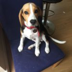 6 month Beagle biting