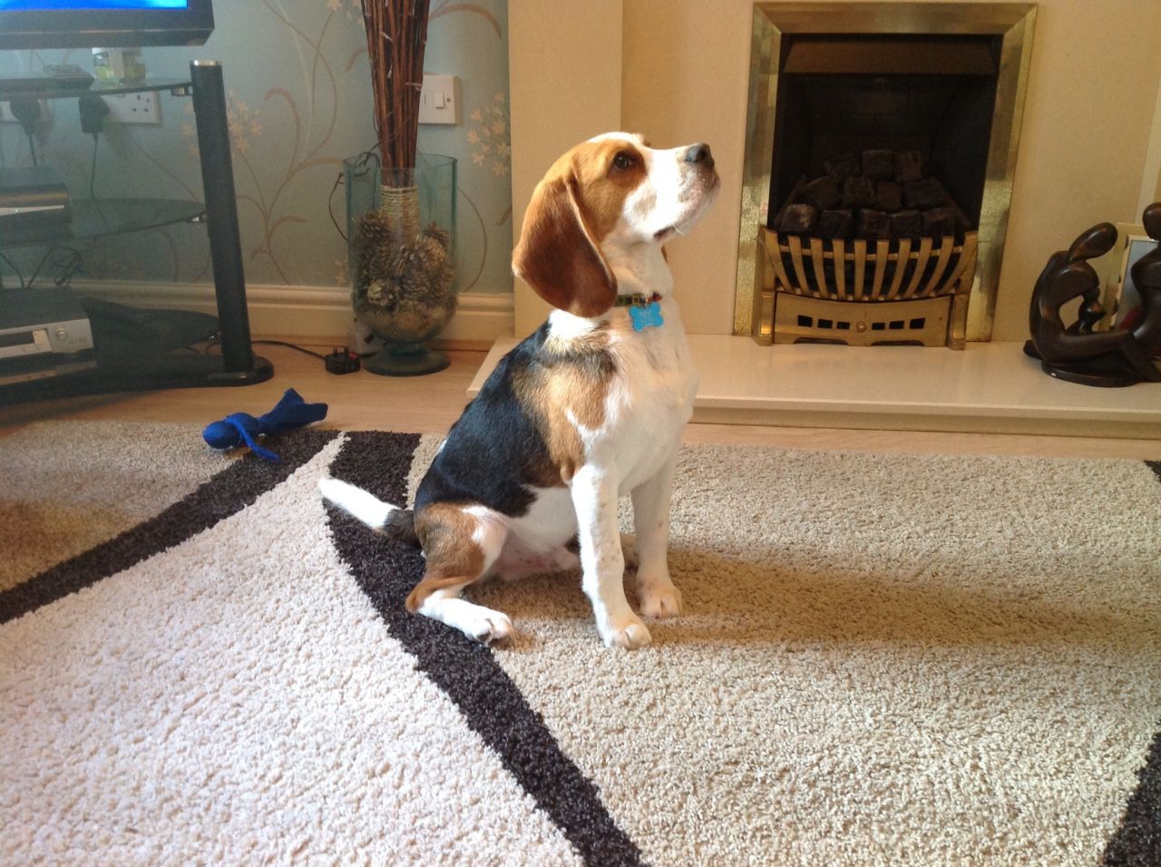6 month Beagle puppy