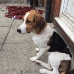 6 month old Beagle puppy