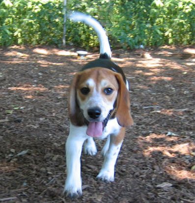 6 month old Beagle training
