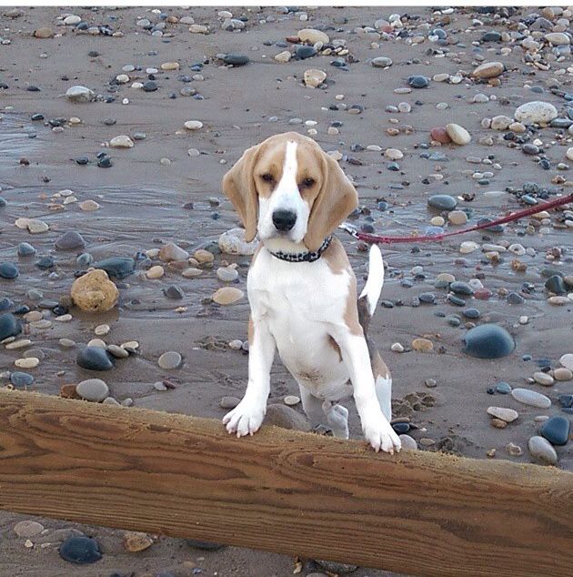 6 month old Beagle