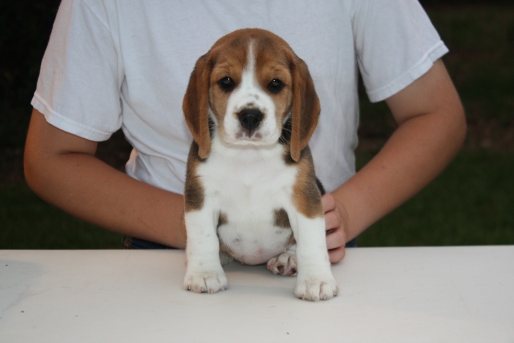 8 week Beagle puppies