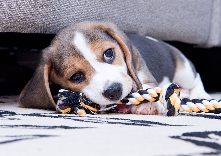 8 week old Beagle biting