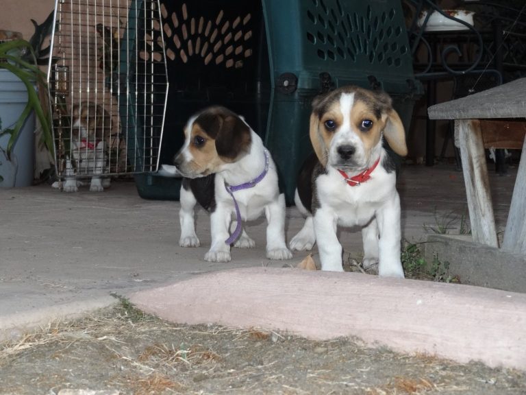 8 week old Beagle puppies