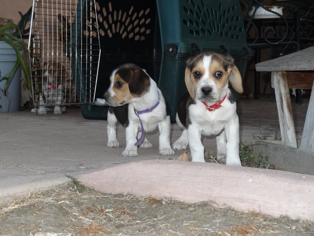 8 Week Old Beagle Puppies