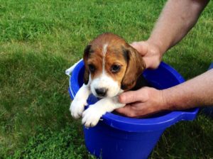 8 week old Beagle puppy care