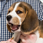 8 week old Beagle puppy diet