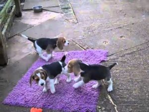 8 week old Beagle puppy for sale