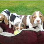 9 week Beagle puppy