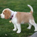 9 week Beagle puppy weight